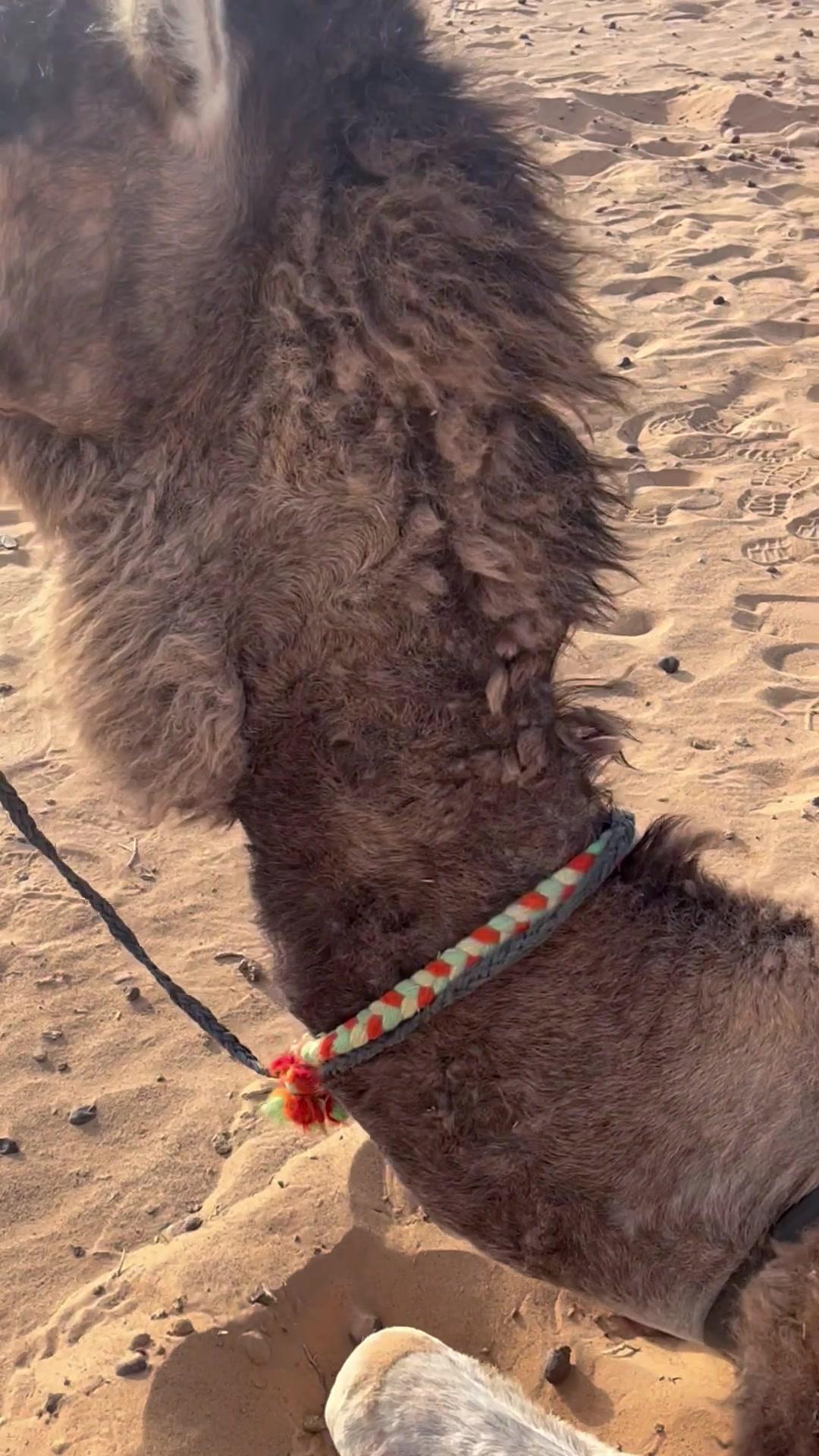 Resting Camels In Desert Sand Caravan